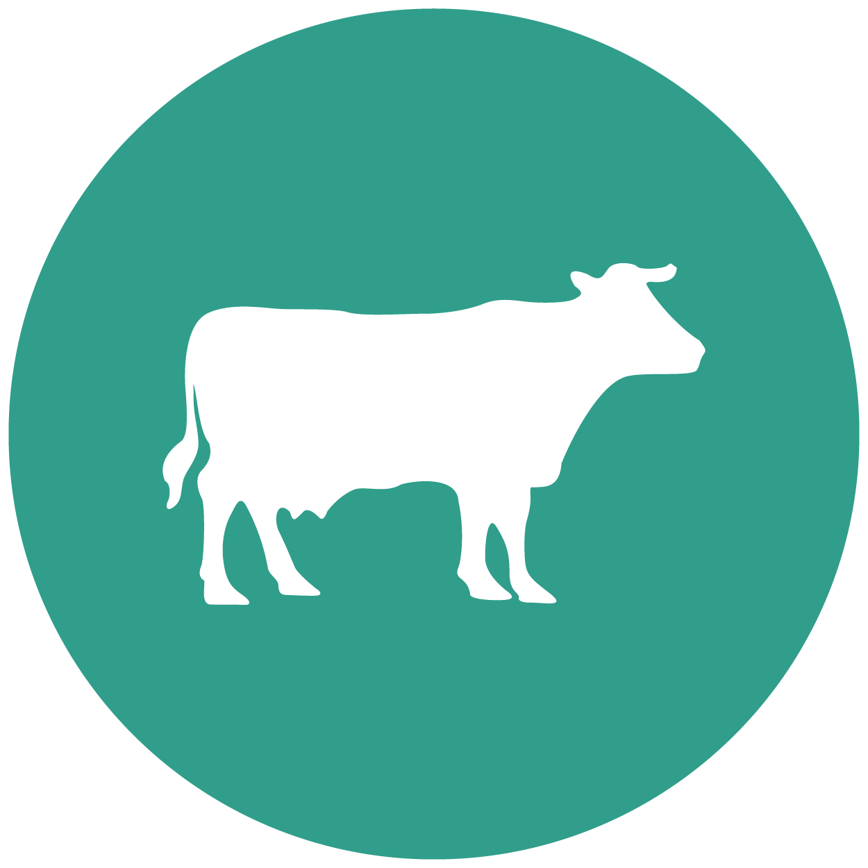 Vetmed website icon_cattle Vetmed website icon_cattle