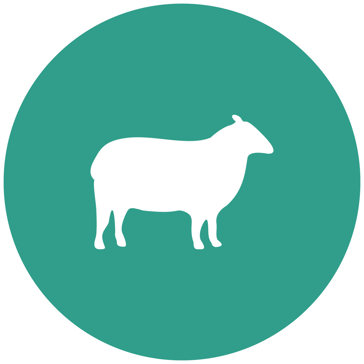 Vetmed website icon_sheep Vetmed website icon_sheep