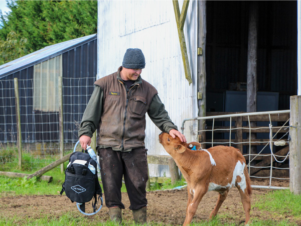 calf-drench calf-drench