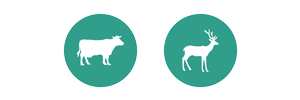 cattle-deer
