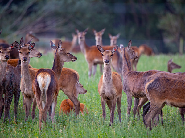 deer-cervidae deer-cervidae