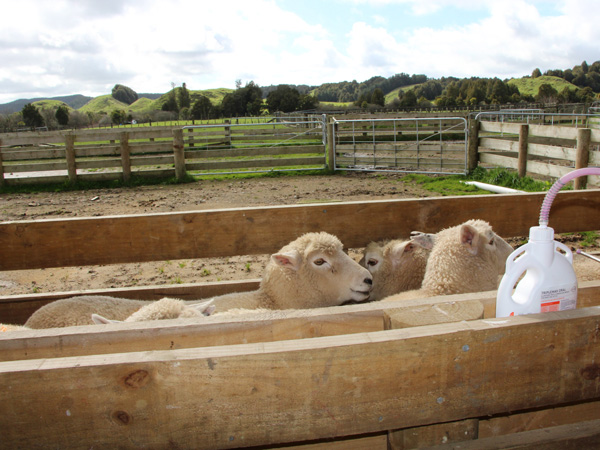 sheep-drench sheep-drench
